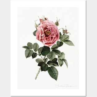 Red English Rose Posters and Art